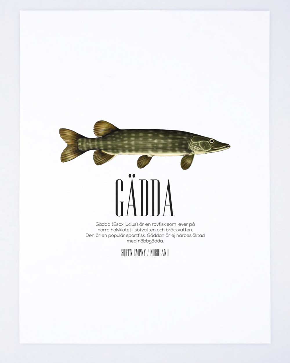 Esox Lucius Gädda Poster