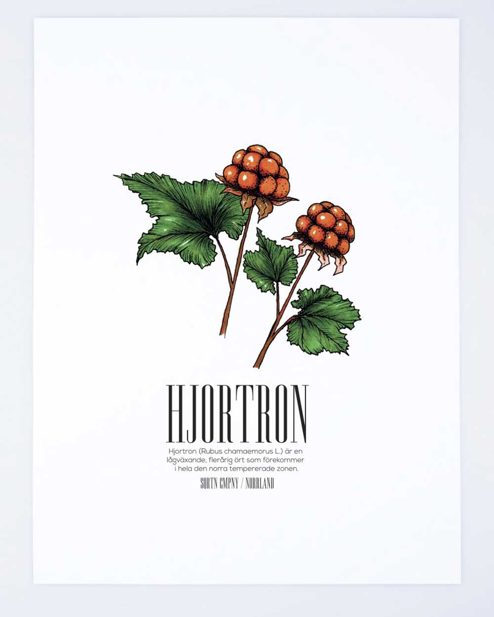 Hjortron 50x70 Poster