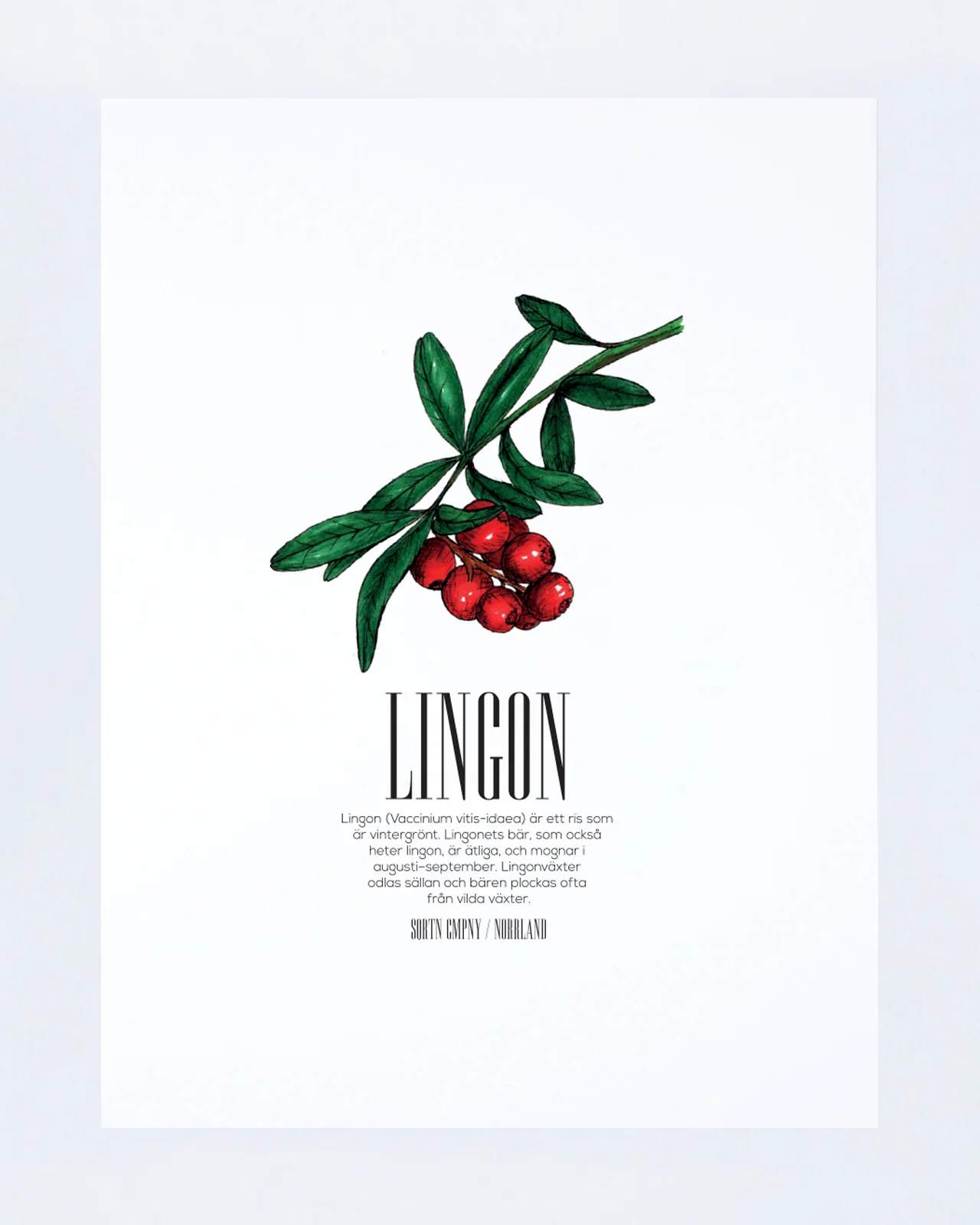 Lingon Poster - Vit